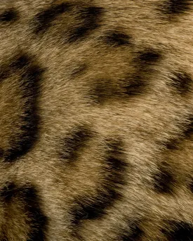 Kingdom Animalia Mystery Pack