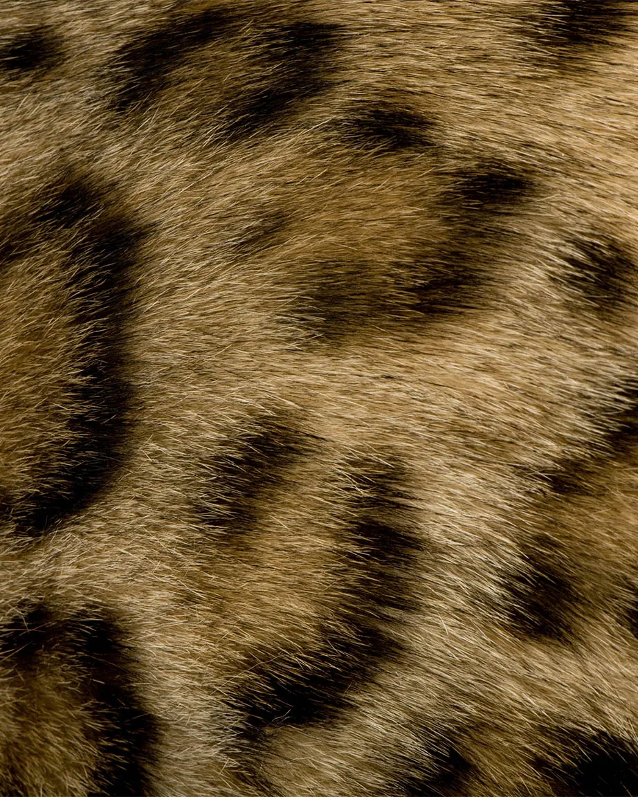 Kingdom Animalia Mystery Pack