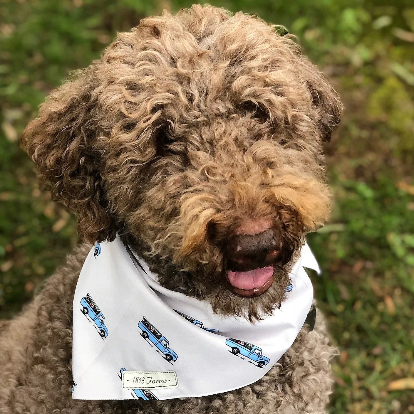 Pet Bandana